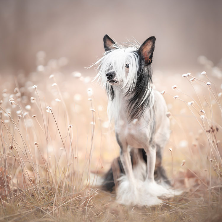 Chinese Crested in Blumenfeld